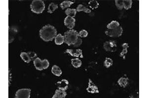 PLIN polyclonal antibody  staining of differentiated 3T3-L1 adipocytes. (PLIN1 抗体)