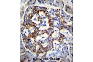 SEMA3G Antibody immunohistochemistry analysis in formalin fixed and paraffin embedded human pancreas tissue followed by peroxidase conjugation of the secondary antibody and DAB staining. (SEMA3G 抗体  (AA 216-244))