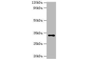 Western blot All lanes: HSD11B1 antibody at 2 μg/mL + Hela whole cell lysate Secondary Goat polyclonal to rabbit IgG at 1/10000 dilution Predicted band size: 33 kDa Observed band size: 33 kDa (HSD11B1 抗体  (AA 25-292))
