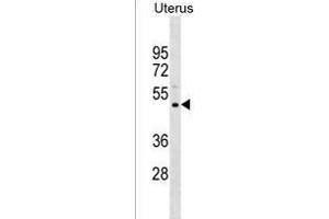 PREF11 Antibody (Center) (ABIN1537999 and ABIN2850283) western blot analysis in Uterus tissue lysates (35 μg/lane). (PRAMEF11 抗体  (AA 188-214))