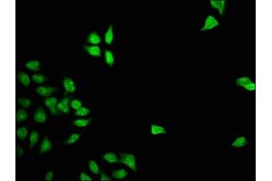 Immunofluorescence staining of Hela cells with ABIN7153030 at 1:133, counter-stained with DAPI.