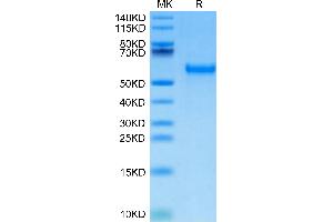 SDS-PAGE (SDS) image for Poliovirus Receptor-Related Immunoglobulin Domain Containing (PVRIG) (AA 35-165) protein (Fc-Avi Tag,Biotin) (ABIN7275508)