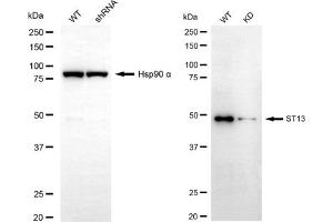 Western blotting analysis using ST13 antibody (ABIN7800464). (HSC70 Interacting Protein HIP 抗体)