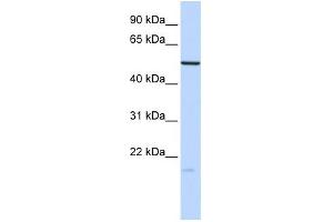 WB Suggested Anti-ZNF773 Antibody Titration:  0. (ZNF773 抗体  (N-Term))
