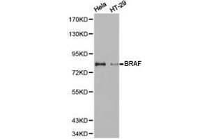 Western Blotting (WB) image for anti-B-Raf proto-oncogene, serine/threonine kinase (BRAF) antibody (ABIN1871340) (BRAF 抗体)