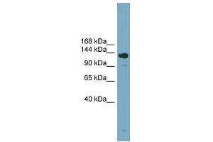 WB Suggested Anti-ASXL2 Antibody Titration: 0. (ASXL2 抗体  (Middle Region))