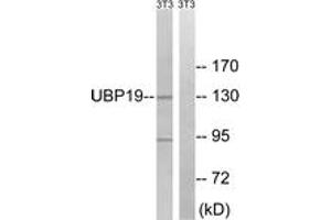 Western blot analysis of extracts from NIH-3T3 cells, using USP19 Antibody. (USP19 抗体  (AA 391-440))