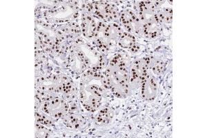 Immunohistochemical staining of human stomach with NFIC polyclonal antibody  shows strong nuclear positivity in glandular cells. (NFIC 抗体)