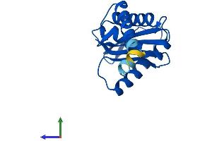 Protein Structure (PS) image for Adaptor Related Protein Complex 1 sigma 1 (AP1S1) (AA 1-158) protein (His tag) (ABIN7552193)