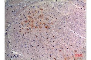 Immunohistochemistry (IHC) analysis of paraffin-embedded Mouse Brain, antibody was diluted at 1:100. (FGF9 抗体  (C-Term))