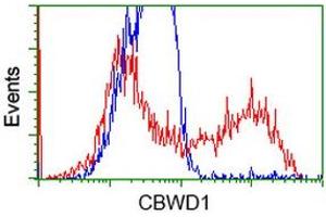 Image no. 2 for anti-COBW Domain Containing 1 (CBWD1) antibody (ABIN1497117) (CBWD1 抗体)