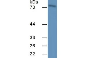 Rabbit Capture antibody from the kit in WB with Positive Control:  Mouse Placenta Tissue. (CAPN1 ELISA 试剂盒)