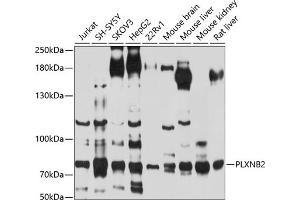 Western blot analysis of extracts of various cell lines, using PLXNB2 antibody (ABIN6129079, ABIN6145808, ABIN6145809 and ABIN6214190) at 1:1000 dilution. (Plexin B2 抗体  (AA 1080-1200))