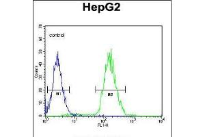 Flow cytometric analysis of HepG2 cells (right histogram) compared to a negative control cell (left histogram). (CDC14A 抗体)