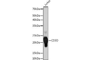 Western blot analysis of extracts of Jurkat cells, using CD3D Rabbit mAb (ABIN7266193) at 1:500 dilution. (CD3D 抗体)