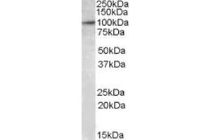 Western Blotting (WB) image for anti-E2F Transcription Factor 7 (E2F7) (AA 53-66) antibody (ABIN490460) (E2F7 抗体  (AA 53-66))