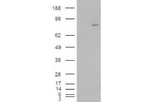 Western Blotting (WB) image for anti-Methylphosphate Capping Enzyme (MEPCE) (Internal Region) antibody (ABIN2465942) (MEPCE 抗体  (Internal Region))