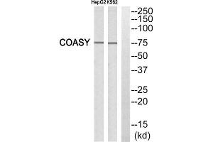 Western Blotting (WB) image for anti-Fas (TNFRSF6) Associated Factor 1 (FAF1) (C-Term) antibody (ABIN1850435) (FAF1 抗体  (C-Term))