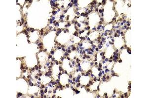 Immunohistochemistry of paraffin-embedded Mouse lung using BHLHE40 Polyclonal Antibody at dilution of 1:100 (40x lens). (BHLHE40 抗体)
