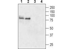 Western blot analysis of rat (lanes 1 and 3) and mouse (lanes 2 and 4) brain lysates: - 1,2. (TSH receptor 抗体  (Extracellular, N-Term))