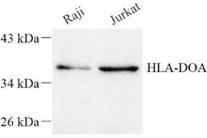 HLA-DOA Antikörper