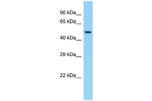 WB Suggested Anti-Eif5 Antibody Titration: 1. (EIF5 抗体  (C-Term))