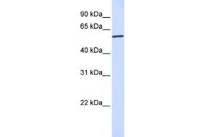 WB Suggested Anti-KPNA4  Antibody Titration: 0. (KPNA4 抗体  (N-Term))