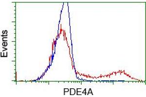 Image no. 2 for anti-phosphodiesterase 4A, CAMP-Specific (PDE4A) antibody (ABIN1500089) (PDE4A 抗体)