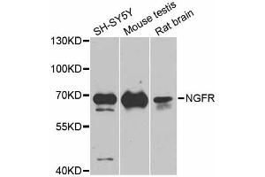 Western blot analysis of extracts of various cell lines, using NGFR antibody (ABIN5998347) at 1/1000 dilution. (NGFR 抗体)