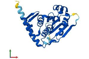 AlphaFold protein structure predicition of Mouse Recombinant Senp8 Protein, UniprotID Q9D2Z4
