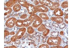 ABIN185190 (10µg/ml) staining of paraffin embedded Human Kidney. (USH1C 抗体  (N-Term))