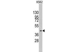Western Blotting (WB) image for anti-K(lysine) Acetyltransferase 8 (KAT8) antibody (ABIN2996053) (MYST1 抗体)