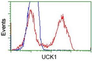 HEK293T cells transfected with either RC220876 overexpress plasmid (Red) or empty vector control plasmid (Blue) were immunostained by anti-UCK1 antibody (ABIN2453771), and then analyzed by flow cytometry. (UCK1 抗体)