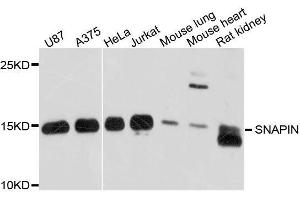 Western blot analysis of extracts of various cell lines, using SNAPIN antibody. (SNAPIN 抗体  (AA 1-136))