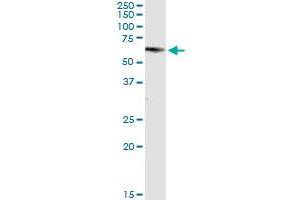 Immunoprecipitation of GRB7 transfected lysate using anti-GRB7 MaxPab rabbit polyclonal antibody and Protein A Magnetic Bead , and immunoblotted with GRB7 purified MaxPab mouse polyclonal antibody (B01P) . (GRB7 抗体  (AA 1-532))