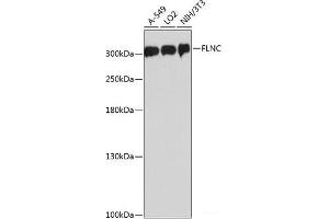 Western blot analysis of extracts of various cell lines using FLNC Polyclonal Antibody at dilution of 1:3000. (FLNC 抗体)