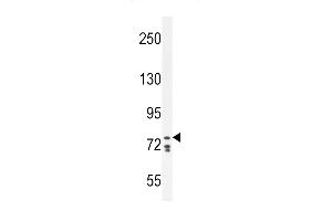 CDH24 Antibody (N-term) (ABIN656094 and ABIN2845437) western blot analysis in K562 cell line lysates (35 μg/lane). (Cadherin 24 抗体  (N-Term))