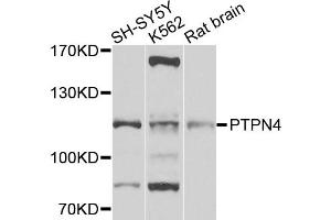 Western blot analysis of extracts of various cell lines, using PTPN4 antibody (ABIN5972222) at 1/1000 dilution. (PTPN4 抗体)