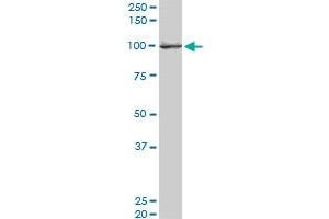 EXOC4 monoclonal antibody (M06), clone 4F1. (Sec8 抗体  (AA 1-109))