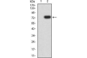 Western blot analysis using CKM mAb against HEK293 (1) and CKM (AA: 1-381)-hIgGFc transfected HEK293 (2) cell lysate. (CKM 抗体  (AA 1-381))