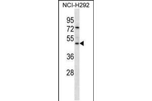 Western blot analysis in NCI-H292 cell line lysates (35ug/lane). (GP2 抗体  (N-Term))