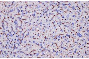 Immunohistochemistry of paraffin-embedded Mouse liver using Ceacam1 Polycloanl Antibody at dilution of 1:200 (CEACAM1 抗体)