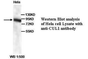 Image no. 1 for anti-Cullin 1 (CUL1) (N-Term) antibody (ABIN791065) (Cullin 1 抗体  (N-Term))