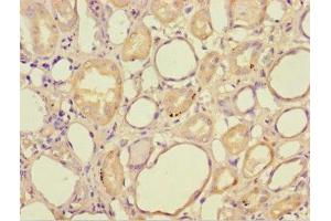 Immunohistochemistry of paraffin-embedded human kidney tissue using ABIN7155991 at dilution of 1:100 (HAGH 抗体  (AA 50-308))