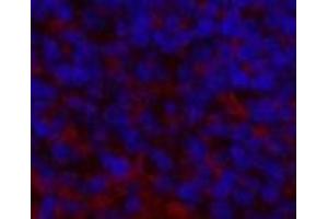 Immunofluorescence analysis of Mouse spleen tissue using ENO2 Monoclonal Antibody at dilution of 1:200. (ENO2/NSE 抗体)