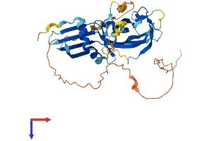 AlphaFold protein structure predicition of Human Recombinant C11orf42 Protein, UniprotID Q8N5U0