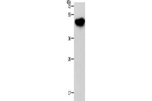 Western Blotting (WB) image for anti-NDRG Family Member 3 (NDRG3) antibody (ABIN2426721) (NDRG3 抗体)