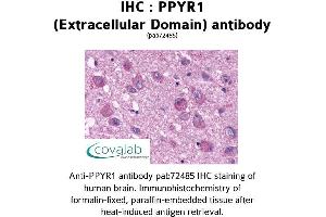 Image no. 1 for anti-Neuropeptide Y Receptor Y4 (NPY4R) (2nd Extracellular Domain) antibody (ABIN1738312) (NPY4R 抗体  (2nd Extracellular Domain))