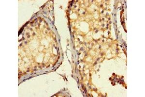 Immunohistochemistry of paraffin-embedded human testis tissue using ABIN7143055 at dilution of 1:100 (Actin-Like 7A 抗体  (AA 1-435))