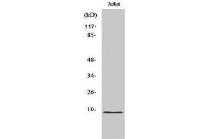 Western Blotting (WB) image for anti-Protein Phosphatase 1, Regulatory (Inhibitor) Subunit 14C (PPP1R14C) (Internal Region) antibody (ABIN3185291)